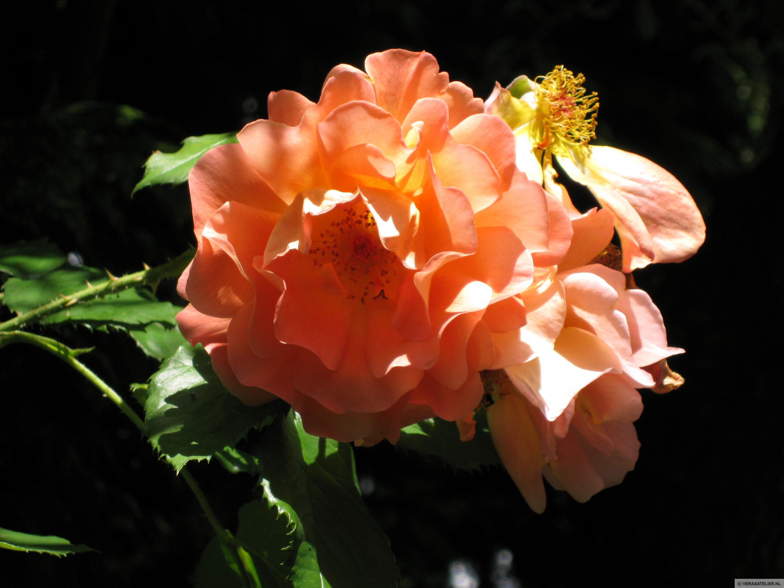 Tuinflora Roos Orange