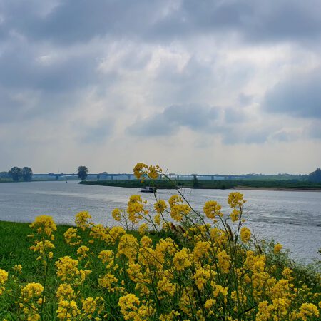 portfolio-image