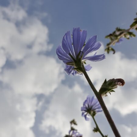 portfolio-image